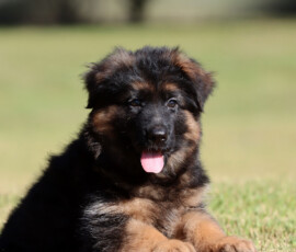 Female German Shepherd puppy from Calvados and Lady litter