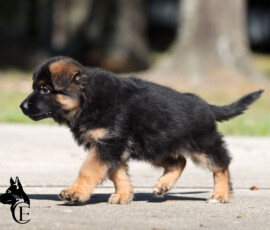 Canine Extreme female German Shepherd puppy Ebonie at 8 weeks