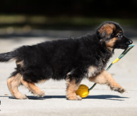 Ebonie, playful 8-week-old female German Shepherd puppy