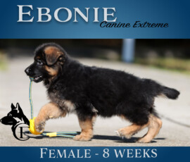 Ebonie, 8-week-old female German Shepherd puppy from Canine Extreme