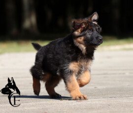 Elysa, black and red female German Shepherd puppy