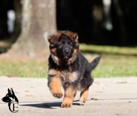 Elysa Canine Extreme, 8-week-old German Shepherd female puppy