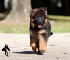 Female German Shepherd puppy from Calvados and Lady litter