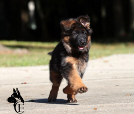 Elysa, young black and red German Shepherd puppy outdoors