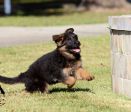 Canine Extreme female German Shepherd puppy Elysa at 8 weeks