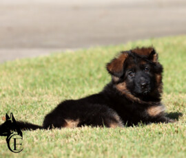 Elysa, black and tan female German Shepherd puppy sitting in grass
