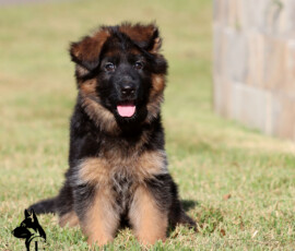 8-week-old female German Shepherd puppy Elysa from Calvados x Lady