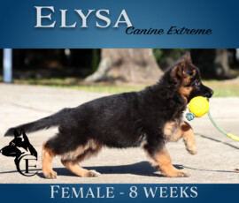 Elysa, 8-week-old female German Shepherd puppy from Canine Extreme