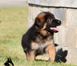 Enoch, fluffy black and red male German Shepherd puppy