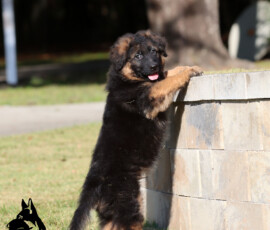 Canine Extreme long coat German Shepherd puppy Enoch