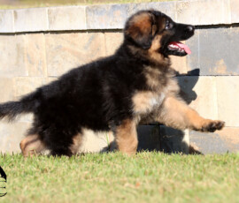 Enoch, young long coat German Shepherd male puppy outdoors