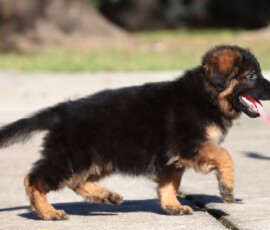 Long coat male German Shepherd puppy from Calvados x Lady litter
