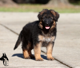 Enoch, long haired male German Shepherd puppy at Canine Extreme