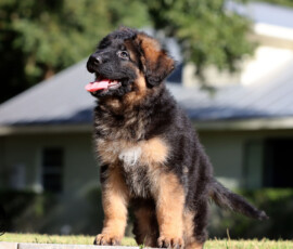 Male German Shepherd puppy Enoch from Calvados and Lady