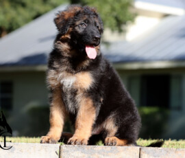 Enoch, black and red long coat German Shepherd puppy