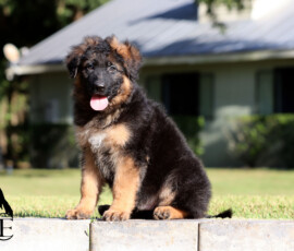 Long coat German Shepherd puppy Enoch sitting outdoors
