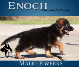 Enoch, long coat male German Shepherd puppy from Canine Extreme