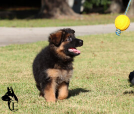 german shepherd puppies long coat