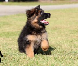 german shepherd puppy from calvados holtkamper hof