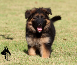 German Shepherd Puppy named Essex