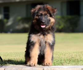 German Shepherd puppy named Essex