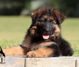Female German Shepherd puppy for sale