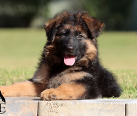 Essex German Shepherd Puppy LSH
