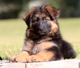 german shepherd puppy long hair
