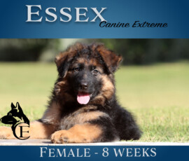 Long coat german shepherd female